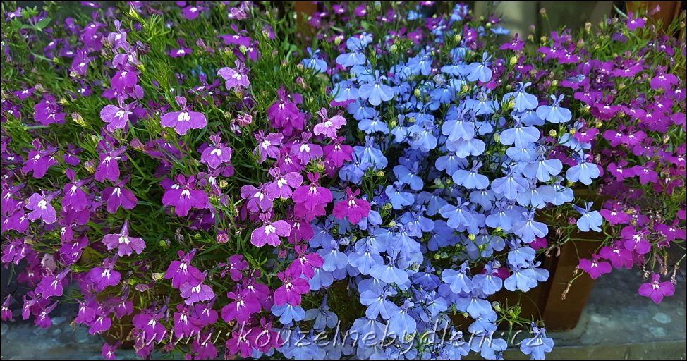 Dvoubarevné lobelky na západním okně