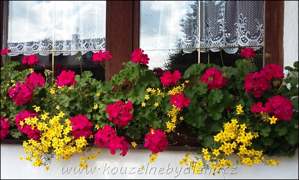 červené vzpřímené pelargonie - muškáty se žlutými květy dvojzubce