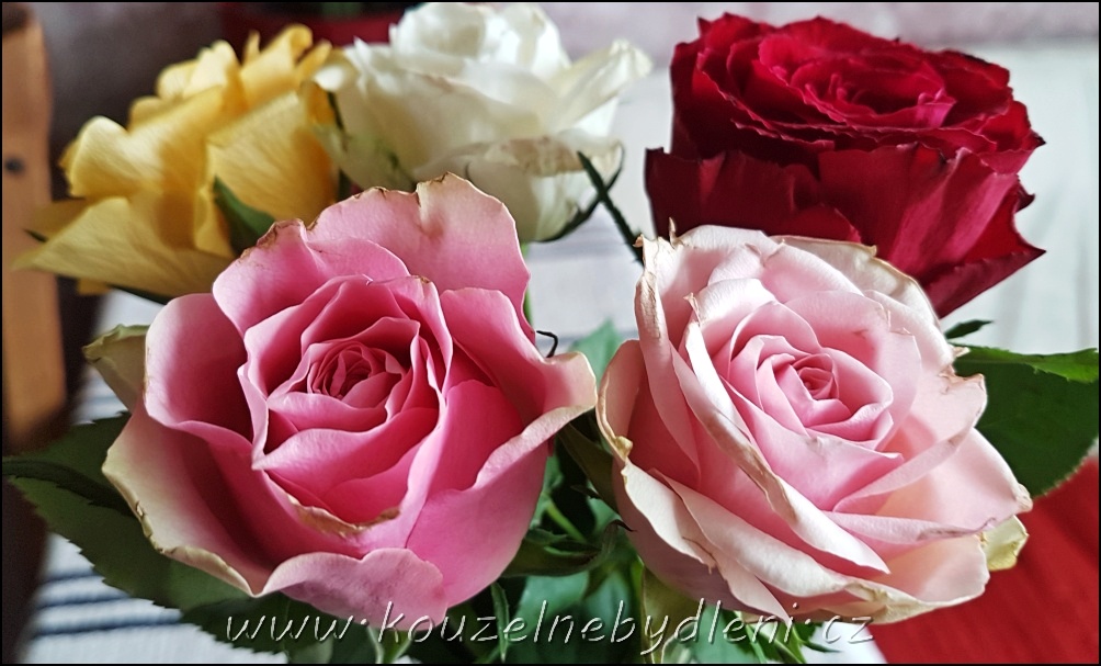 Růže patří k svátku zamilovaných